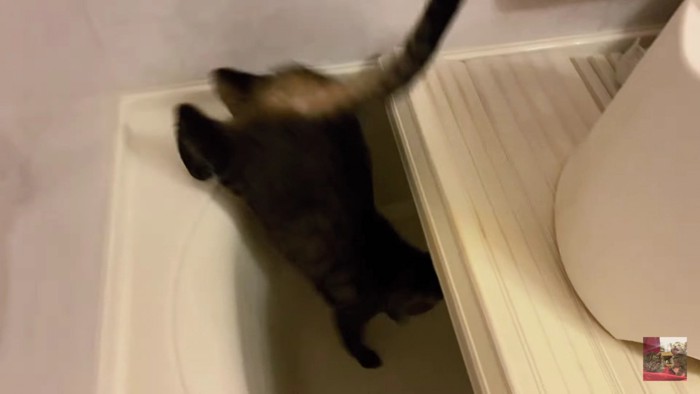 浴槽に飛び込む猫