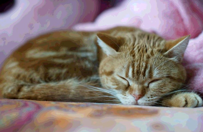 寝ているアメリカンショートヘア似の猫