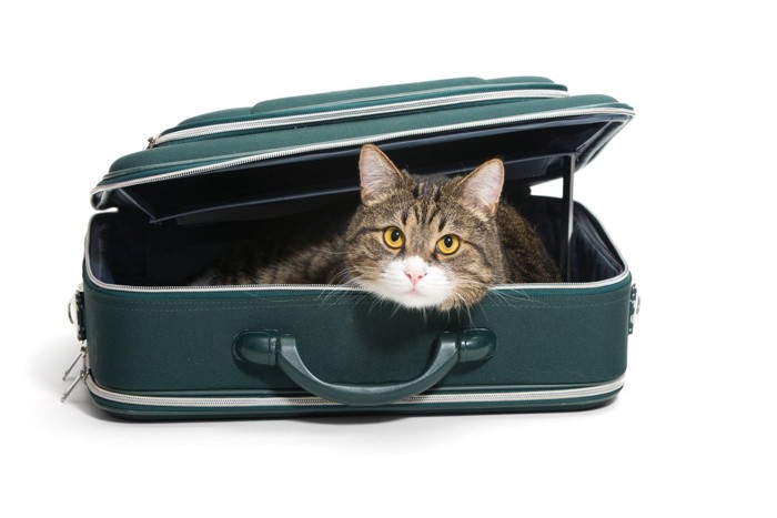 スーツケースの中から顔を出す猫