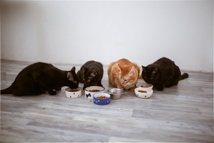 食事中の4匹の猫