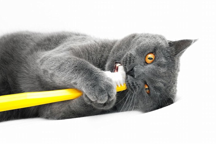 黄色い歯ブラシを両手で持って歯をみがいている猫
