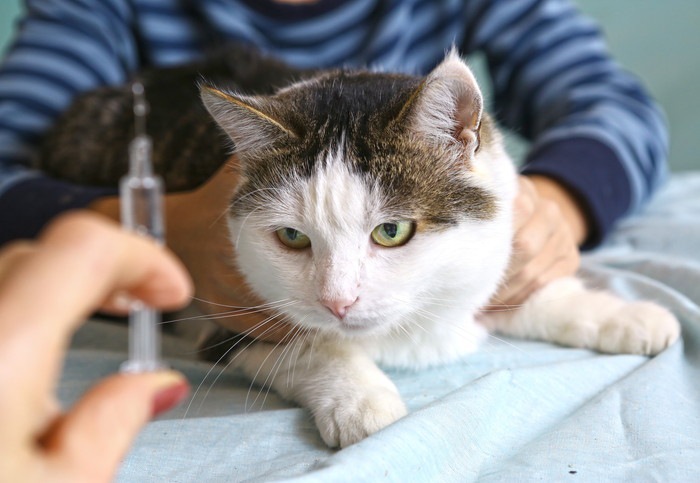 ワクチン接種される前の猫