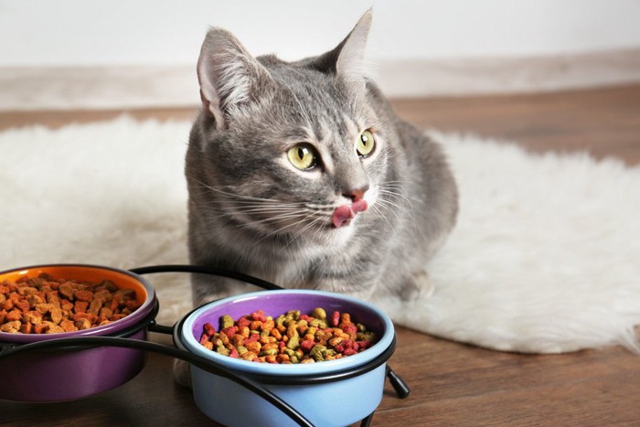 複数のご飯を食べる猫