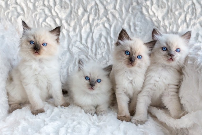 寄り添う四匹のラグドールの子猫