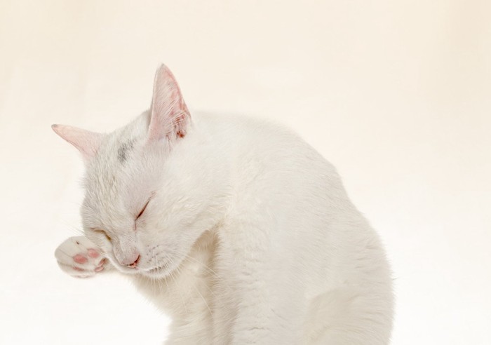 顔を洗う白猫