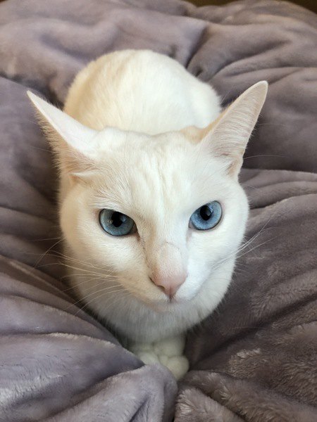 青い目が美しい白猫