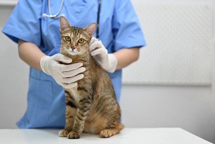 動物病院で治療を受ける猫