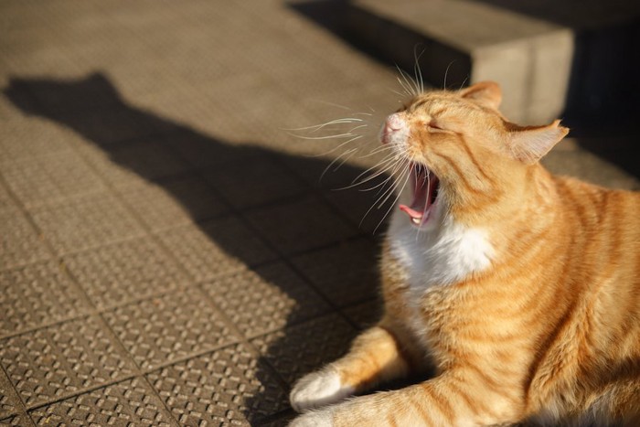 日なたぼっこ中にあくびをする猫