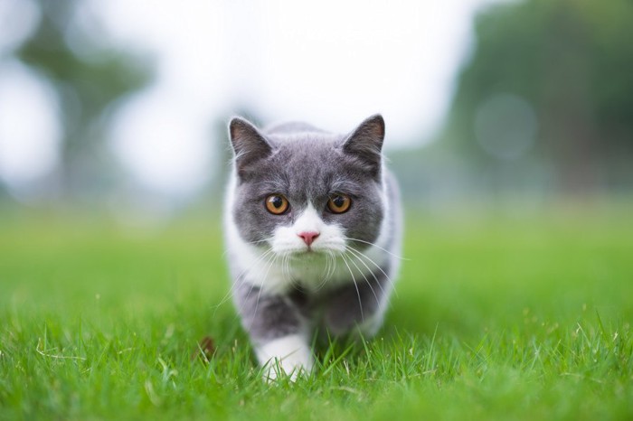 芝の上をこちらに来る猫