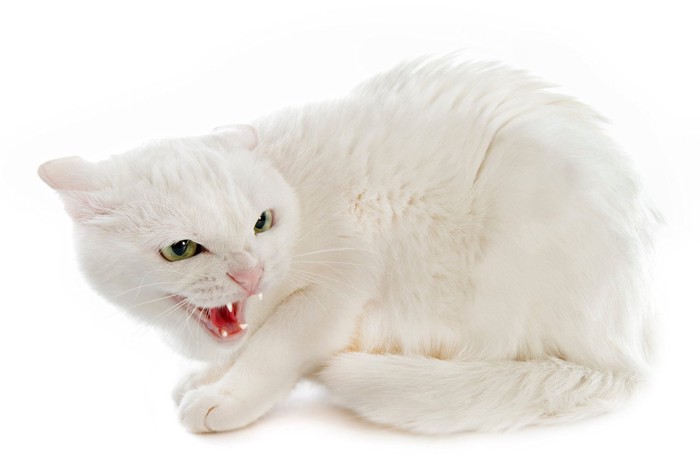 怒る白猫