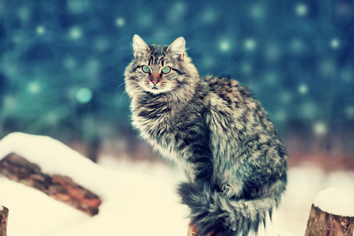 雪の猫