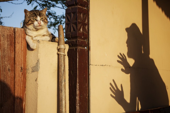 柵の上の猫と男の影