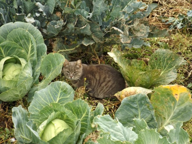 キャベツ畑の猫
