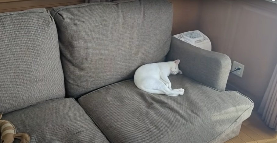 ソファで眠る猫