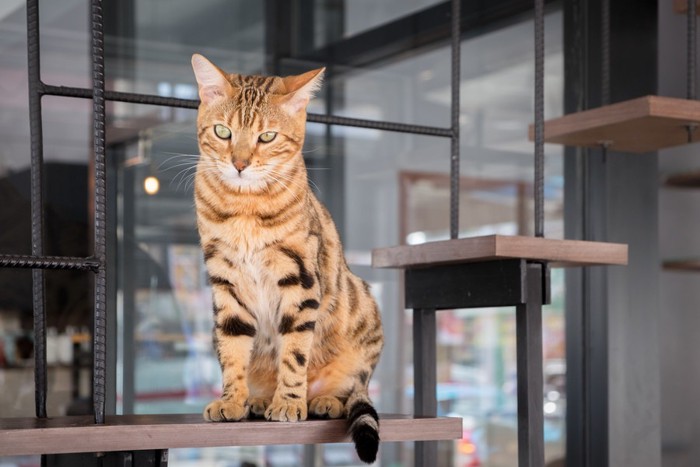 猫カフェで座っている猫