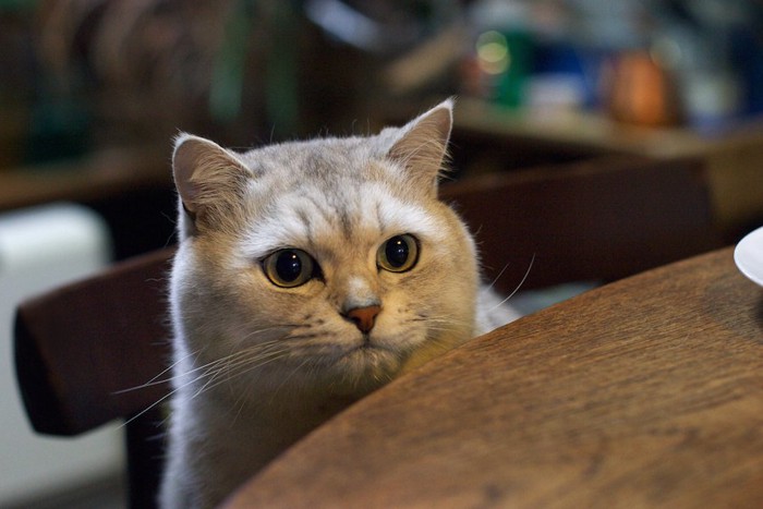 テーブルの上を見つめる猫