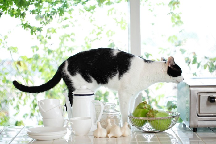 キッチンを捜査する猫