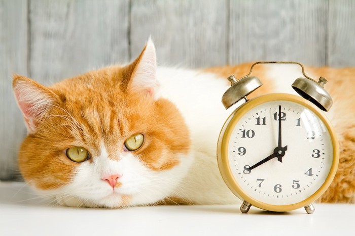 目覚まし時計の横でくつろぐ猫