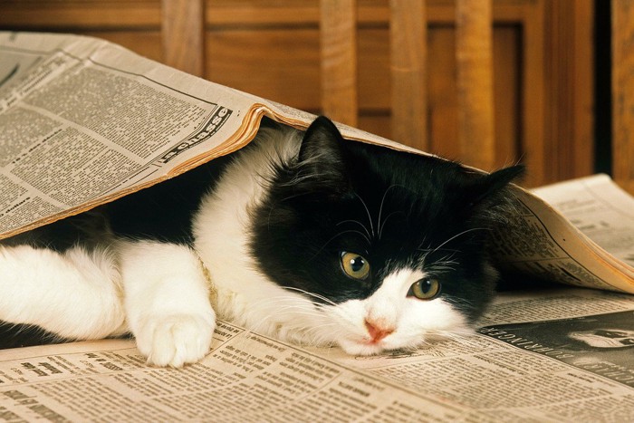 新聞紙にもぐる猫