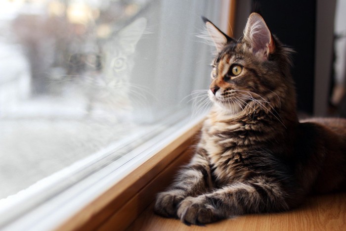 窓際に座る猫
