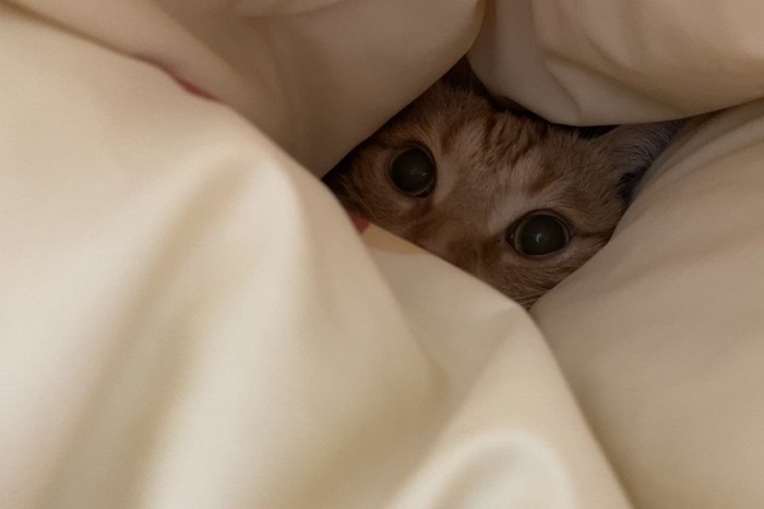 布団に潜ってから目だけ見える猫