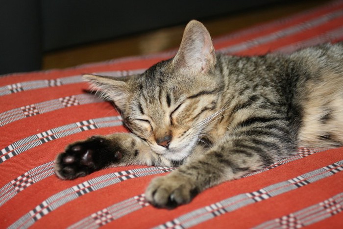 布団の上で眠るキジトラ猫