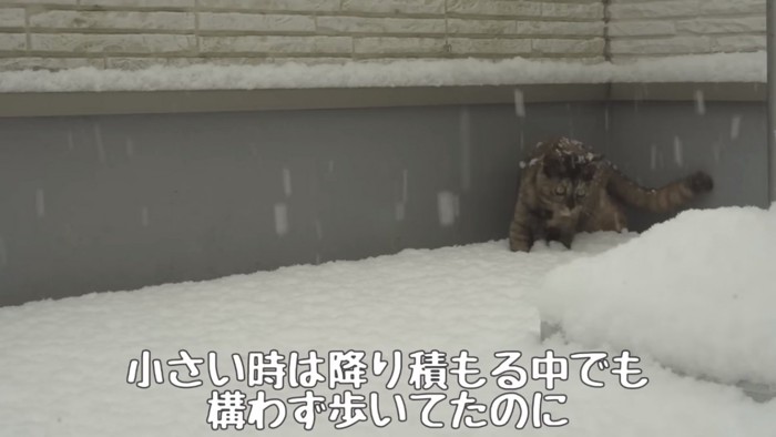 雪の中の子猫