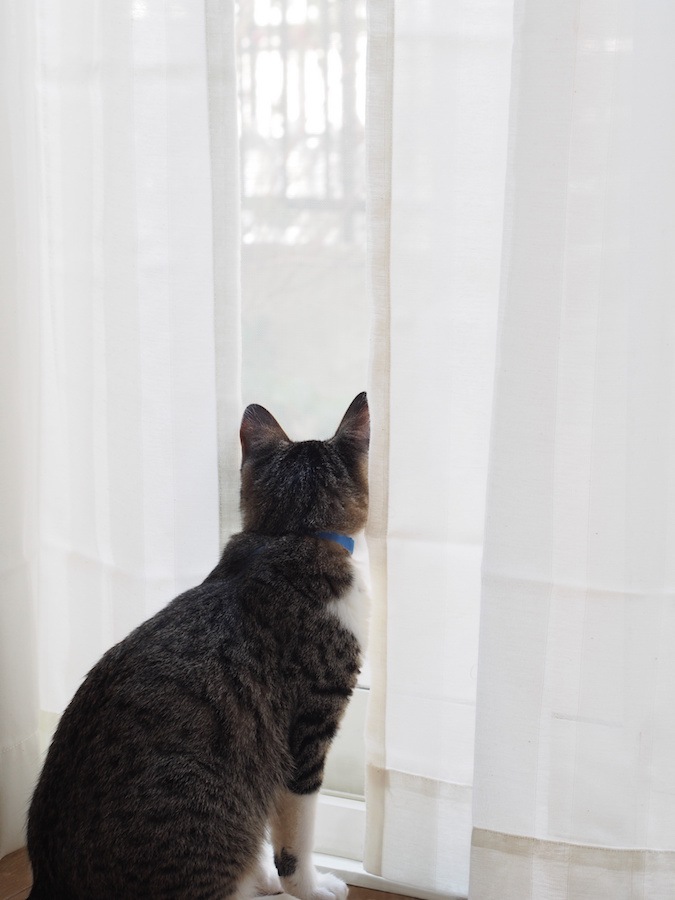 カーテン越しに外をみる猫