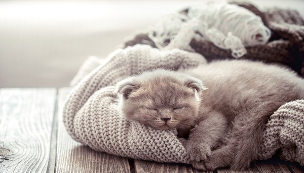 セーターで寝る猫