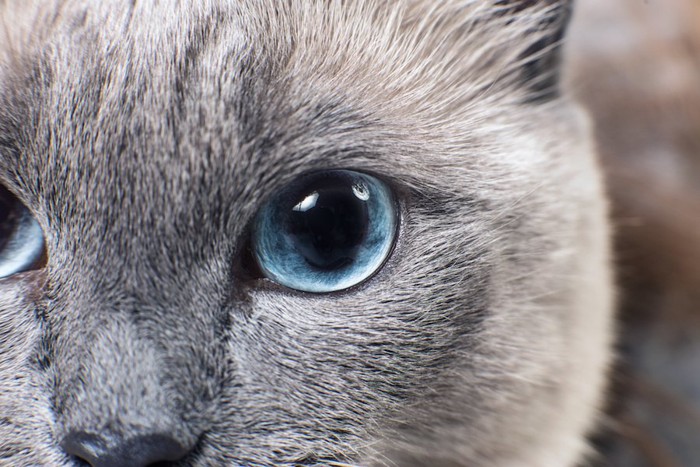 ブルーの瞳の猫の顔アップ