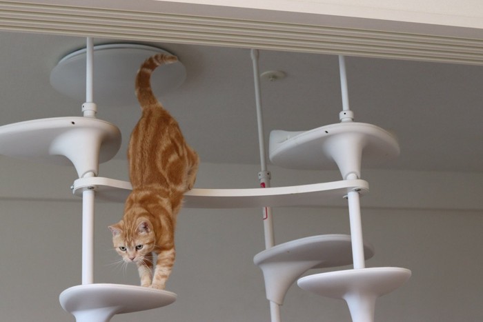 キャットタワーから降りようとする猫