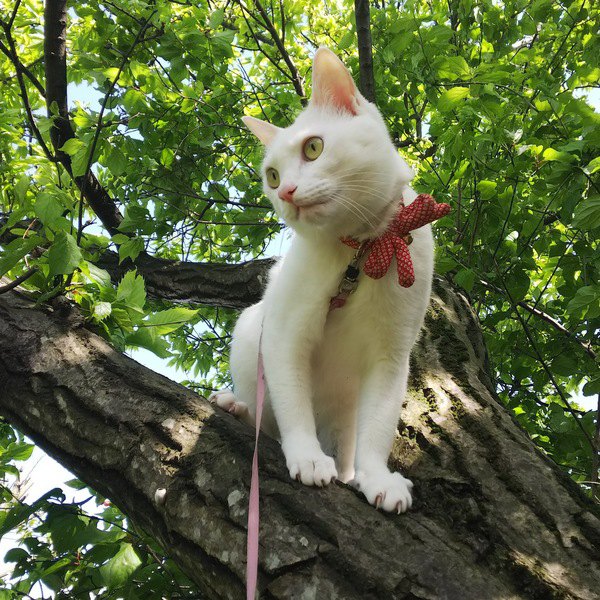 木登りする美しい白猫