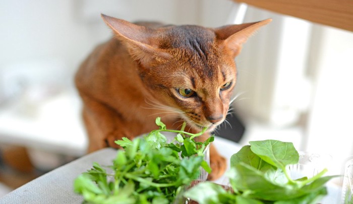 生パセリを食べている猫