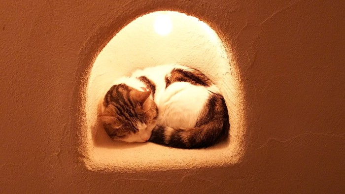 穴の中で寝るトラ柄猫