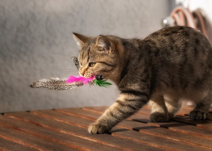 羽根のおもちゃで遊ぶ猫