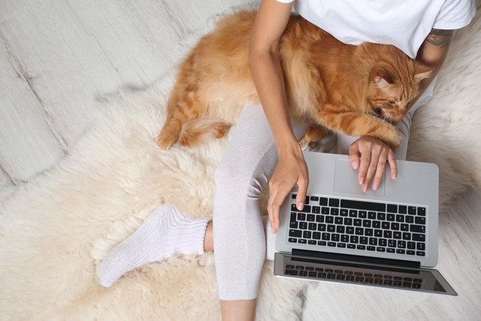 パソコンを打つ女性の腿に乗る猫