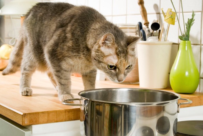 キッチンの鍋を覗き込む猫