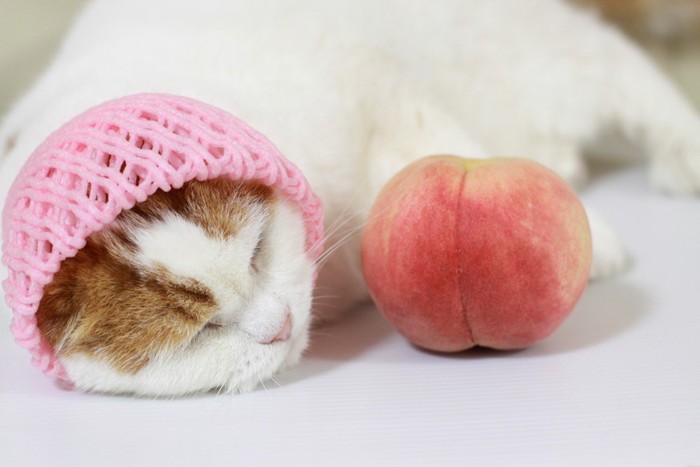 桃のカバーを被る猫と桃