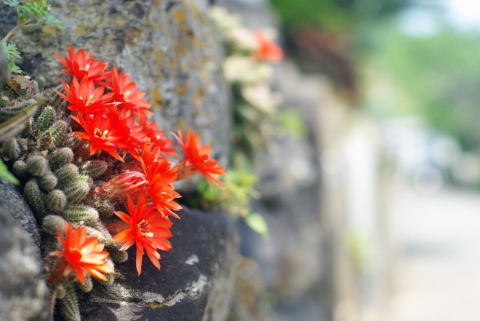 相島の花