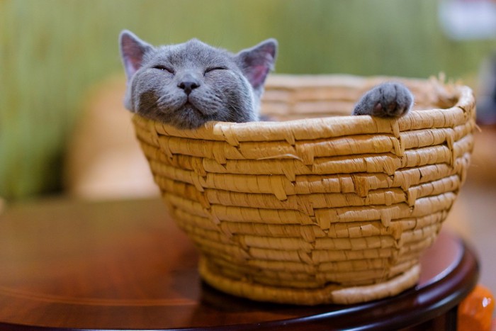 かごで眠るグレー猫