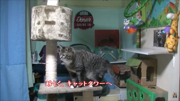 キャットタワーに登る猫