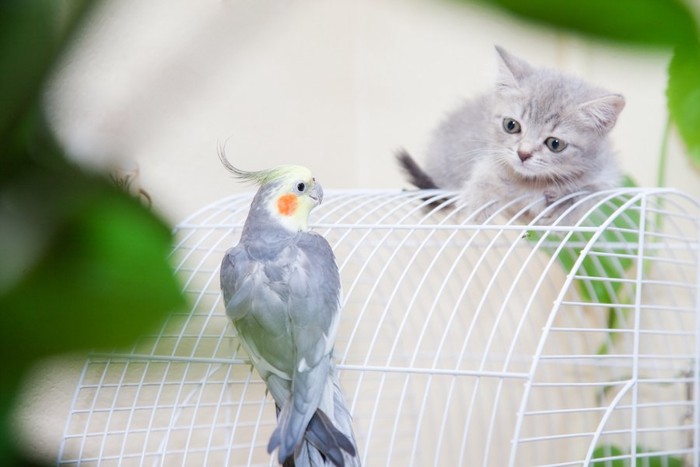 鳥かごの上のオウムと見つめ合う子猫