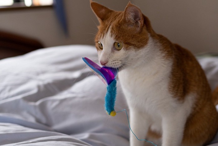 おもちゃを咥える猫