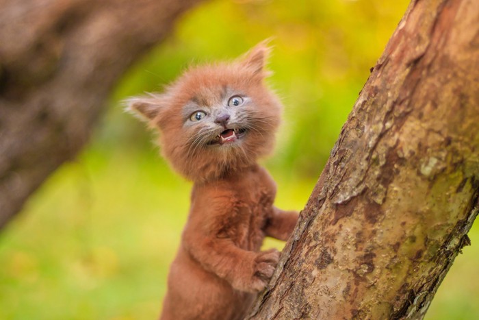 木に登るサマーカットした猫