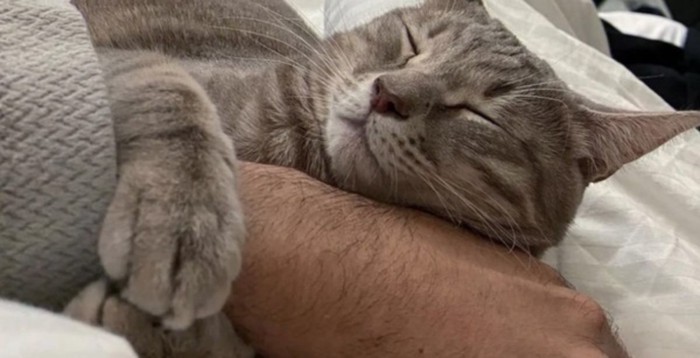 前足で男性の手を抱いて眠る猫