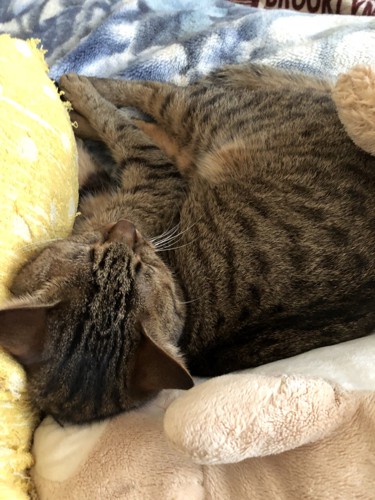 毛布にくるまり眠るキジトラ