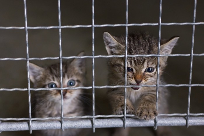 abandoned little kittens in an animal shelter
