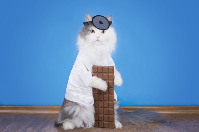 チョコをもって立つ医者コスプレの猫