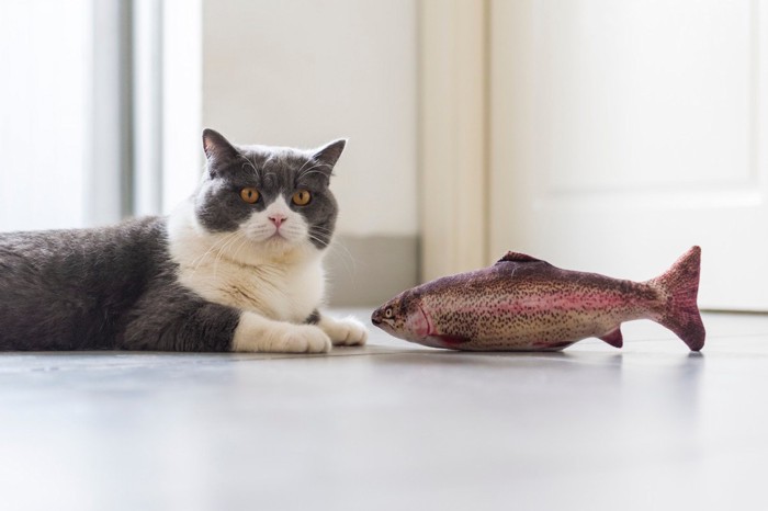魚のおもちゃと猫