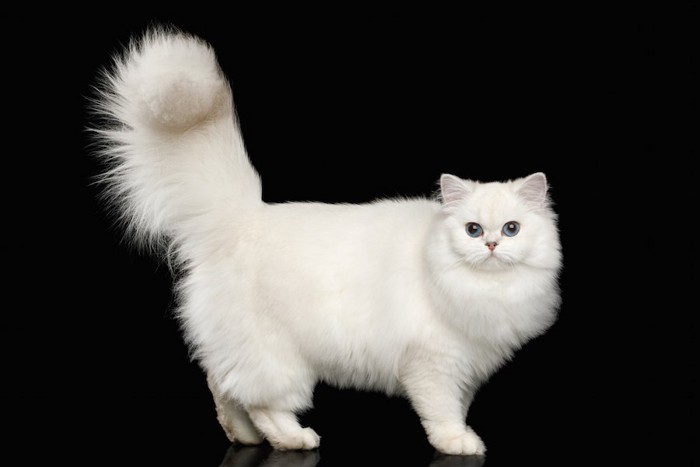 太いしっぽの白猫